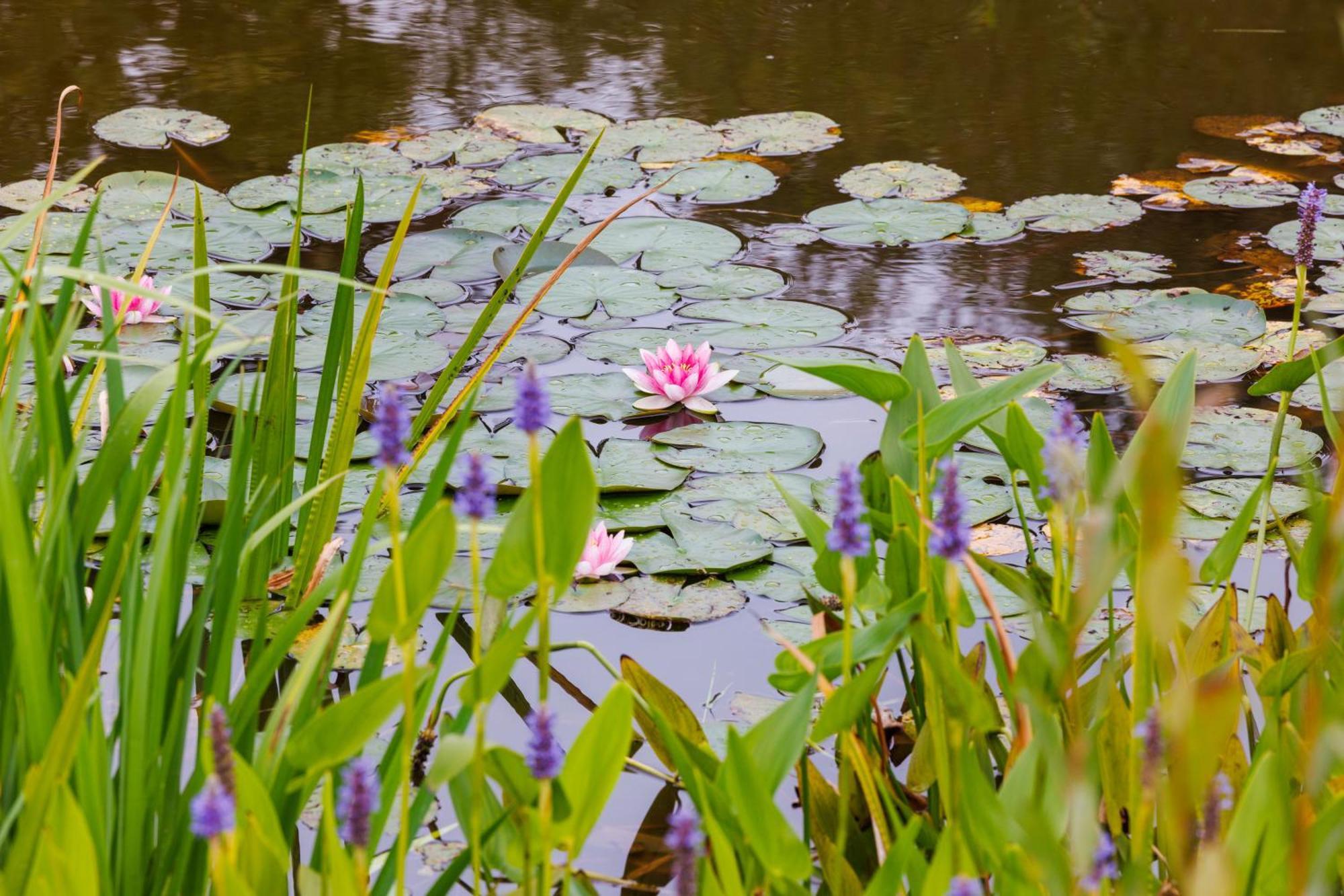 De Wilde Tuin - Tuinkamer Moergestel Extérieur photo